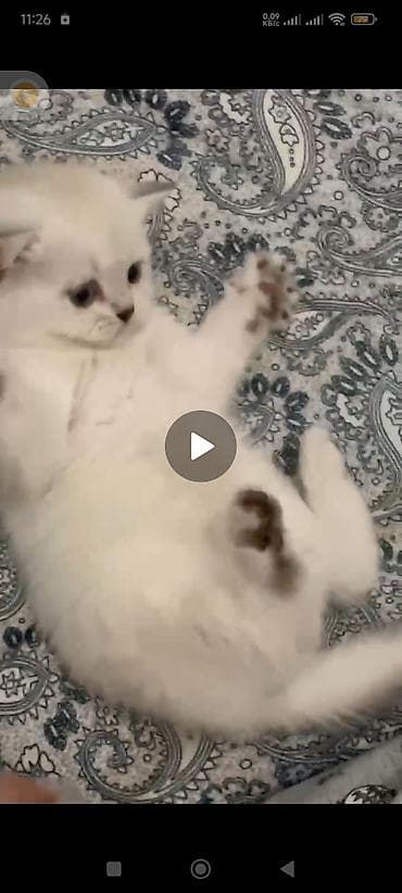 шотландская длинношерстная кошка: Чисто белая Скотиш страйт! Окрас белая шиншилла,только хвостик серый и — 3