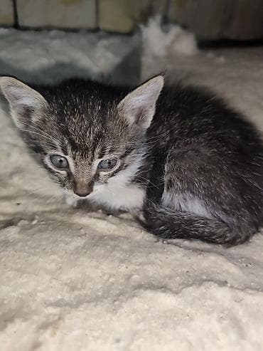 кошка малинкый: Отдам даром: трое котят с мамой - Количество: 3 котёнка + мама-кошка — 4