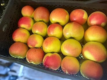 Инструменттер: Алмалар Дүңүнөн — 1