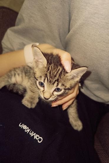 Другие животные: Котёнок полосатый (серо-коричневый табби) с белой грудкой и животиком — 9