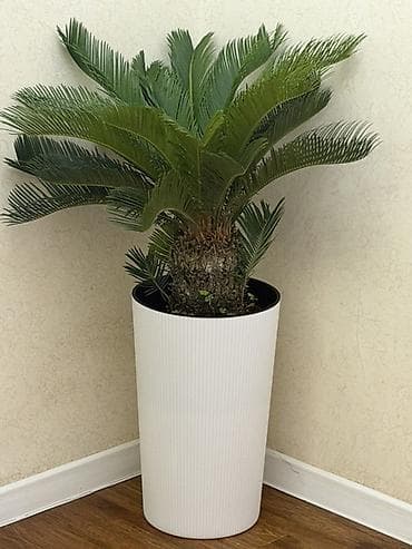 Бөлмө өсүмдүктөрү: 🌿 Продаётся цикас (саговая пальма) Высота: ~1 метр Состояние — 2