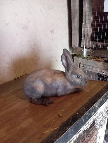 кролик цена: Продаю | Крольчата | Для разведения — 2