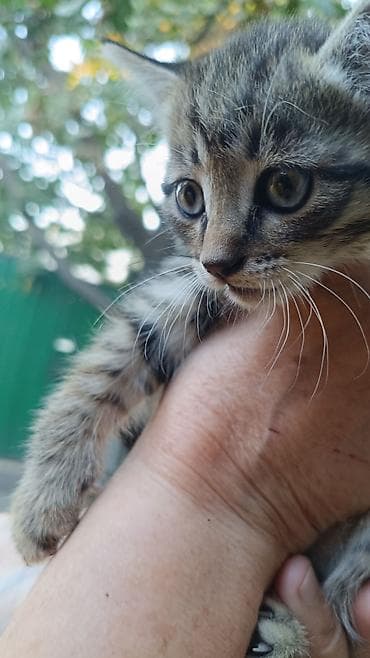 scottish fold: Очаровательные котята - Возраст: примерно 1–2 месяца - Окрас: - — 2