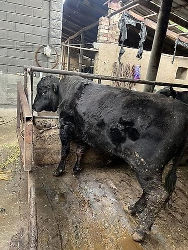 телка голштин: Продаю | Бык (самец) | На откорм | Привязанные — 9