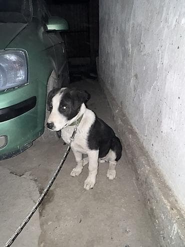 питбуль стаф: Алабай Щенок средних размеров, черно-белого окраса. Крепкое — 1