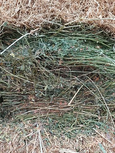 кормовые морковь: Сено тюках тук тюк чоп. 3 чабык таза беде. чон туктор — 2