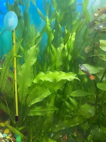 рыбки с аквариумом: Продаю аквариумные растения, очень красивые и пушистые кустики. По 150 — 3