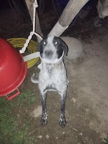 стаффордширский терьер купить: Собака даром: Дратхаар, 11 месяцев, Самец, С родословной — 4