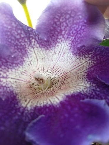 фикус большой: Глоксиния (Sinningia speciosa), коллекционные сорта с крупными — 2