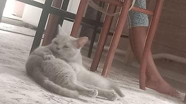 жаныбарлар ат: Британская короткошёрстная кошка, окрас лиловый (British Shorthair — 3