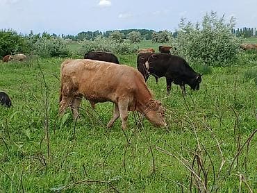 уй той: Продаю | Бык (самец) | На откорм — 1