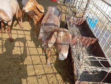 сколько стоит баран: Сатам | Ургаачы кой (ургаачы) — 3