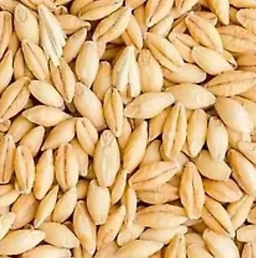 Ячмень (зерно)семена в мешках. - Цельное зерно ячменя, очищенное от