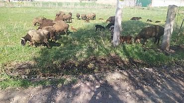 американская короткошерстная кошка купить: Продаю | Овца (самка) | Для разведения | Матка — 9