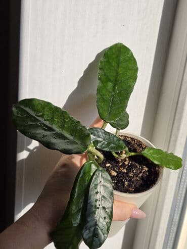 для растений: В продаже большие филолендроны,бурле макс 2500 сом, Дольчатый и грей — 8
