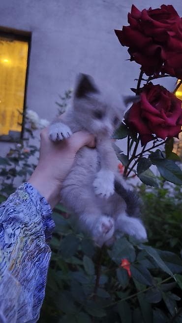регдол кошка: Остался один котёнок отдаём в добрые руки, родились 27 апреля, мама — 9