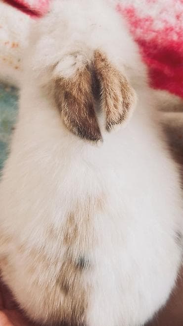 кой эдилбай: Отдаю кролика на 3месяцев, в хорошие руки, из за перелетов не могу его — 3