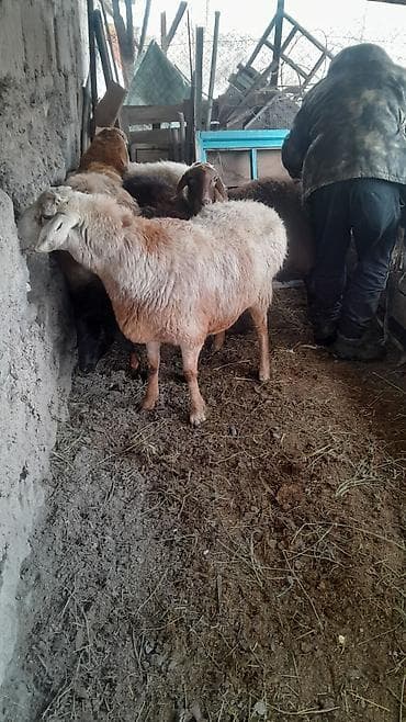 бараны меренос: Продаю | Овца (самка) | Для разведения | Матка — 8