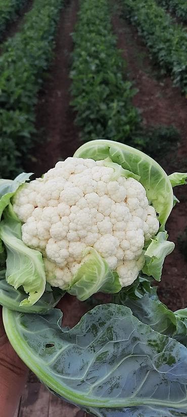 молочные продукты: Цветная капуста (со своего поля) - Плотные белые соцветия, закрытые — 1
