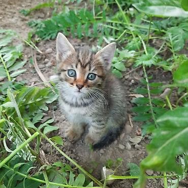 Отдаем в добрые руки котят 1.5 месяца девочки и мальчики.Котята