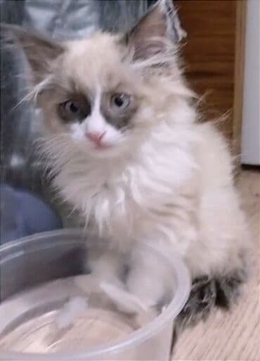 ошейник для котят: Рэгдолл, 2 месяца, Мальчик, Биколор, Приучена к лотку — 3