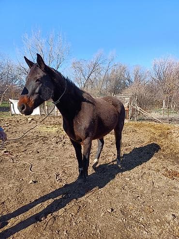 колли собака: Продаю | Кобыла (самка) | Полукровка | Рабочий — 3