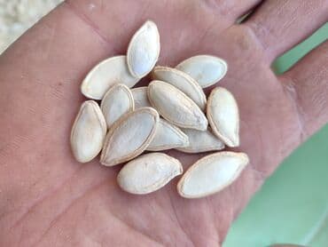 садовые столы и стулья: Семена овощей: Тыквы — 1