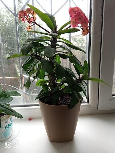 Дом и сад: Комнатные растения в горшках 1) Молочай Миля (Euphorbia milii — 2