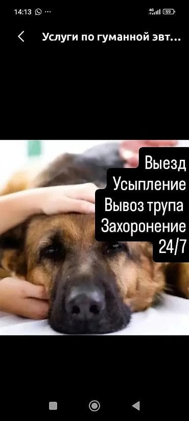 Услуги по гуманной эвтаназии животных и послесервису 24/7. - Выезд