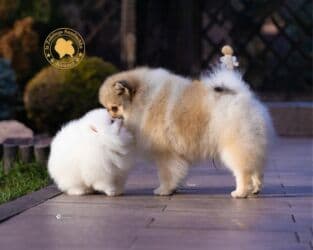 акустические системы bluedio колонка в виде собак: Шпиц, 9 месяцев, Самец, С прививкой — 5