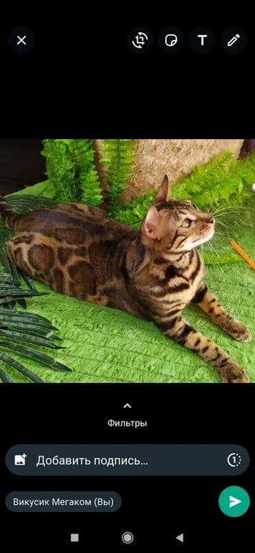 бенгальский леопардовый кот: Друзья !! в проф питомнике Бен Гла Мур новые детки .Бенгальские котята — 9