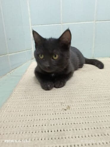 кастрированный кот: Кошка даром: Беспородная, 4 месяца, Девочка, С прививками, Приучена к лотку, Проглистована — 5