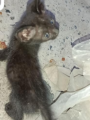 Кошки: Отдаются котята - Описание: игривые и любопытные малыши — 4
