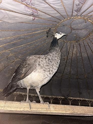 рак: Павлин (самка) - Порода/окрас: предположительно индийский павлин — 3