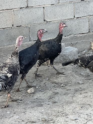 собаки в бишкеке: Самки и самцы — 1