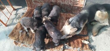 европейский овчарка: Щенки немецкой овчарки 1.5 месяца чистокровные чепрак цена договорная — 9