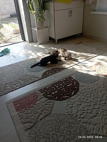 Котята домашние, от кошки-ласкуньи. Описание: - Помёт из нескольких