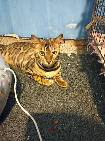 Вязка кошек: Бенгальская кошка - Окрас: насыщенный золотисто-коричневый с — 2