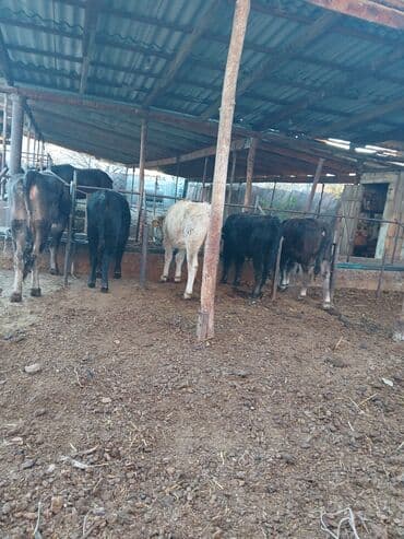 когучкон фото: Продаю | Корова (самка) | На откорм — 3