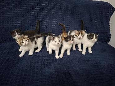 Котята с короткими ушами (складчатого типа), помет из нескольких