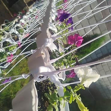 фильтры для аквариума: 🌿 Үйүңүзгө жандуулук кошуңуз! Болмо гүлдөр сатылат 🌸 ✨ Таза аба ✨ Кооз — 7
