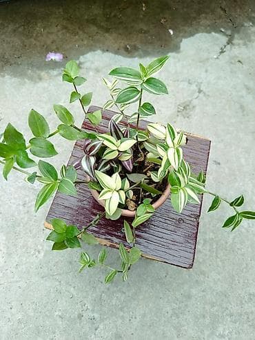 Үй жана бакча: Tradescantia (традесканция) в горшке — микс из нескольких сортов — 3