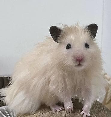 Собаки: Продаются хомячки джунгарские, сирийские, ангорские пушистые хомячки — 10