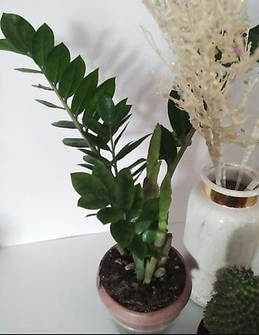 спатифиллум гигантский купить: Комнатные растения в — 2