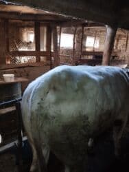 купить американского бульдога: Продаю | Бык (самец) | Бельгийская | На откорм, На забой, Для разведения | Привязанные — 2