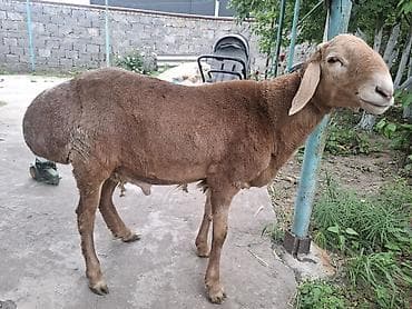 бык кара балта: Продаю | Баран (самец) — 1