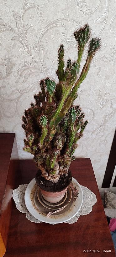 Кактустар: Продам кактус Цереус — 3
