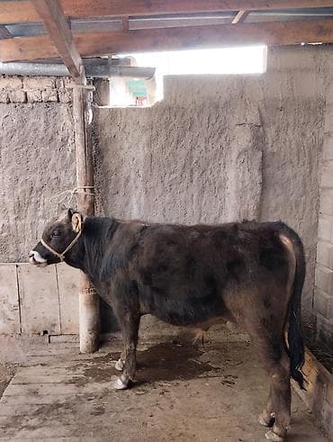 выезд ветеринара на дом: Продаю | Бык (самец) | На откорм | Привязанные — 2