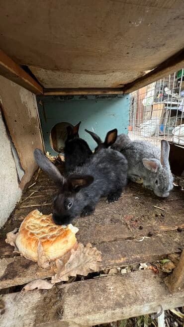 я ищу кроликов: Продаю | Крольчата | Для разведения, На забой — 1