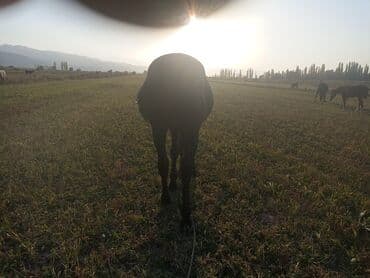 скот продаю: Продаю | Конь (самец) — 4